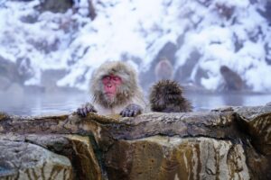 兵庫県温泉エリアで楽しむ活ガニすき鍋が味わえる宿は？