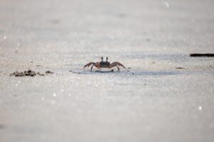 活ガニを使ったすき鍋と温泉宿のカニフルコースとは？