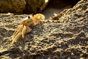 活ガニを楽しむすき鍋が堪能できる温泉宿の人気エリア別比較は？