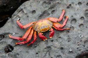 活ガニを楽しむすき鍋と温泉宿でのカニフルコースは？