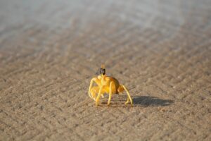 活ガニを楽しむすき鍋が味わえる温泉宿のカニ料理専門宿はどこ？