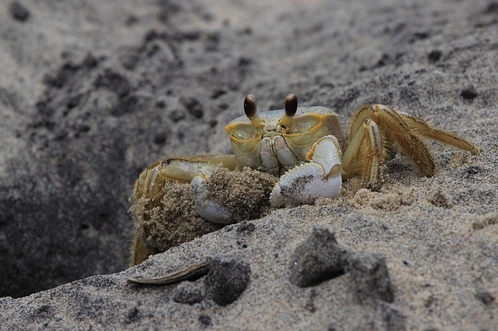 活ガニを楽しめるすき鍋が自慢の温泉宿はどこ？