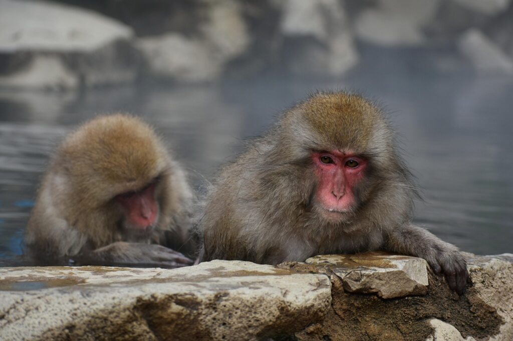 活ガニを楽しめるすき鍋と温泉宿の全室露天風呂付きの魅力とは？