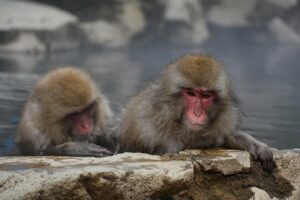 活ガニを楽しめるすき鍋と温泉宿の全室露天風呂付きの魅力とは？