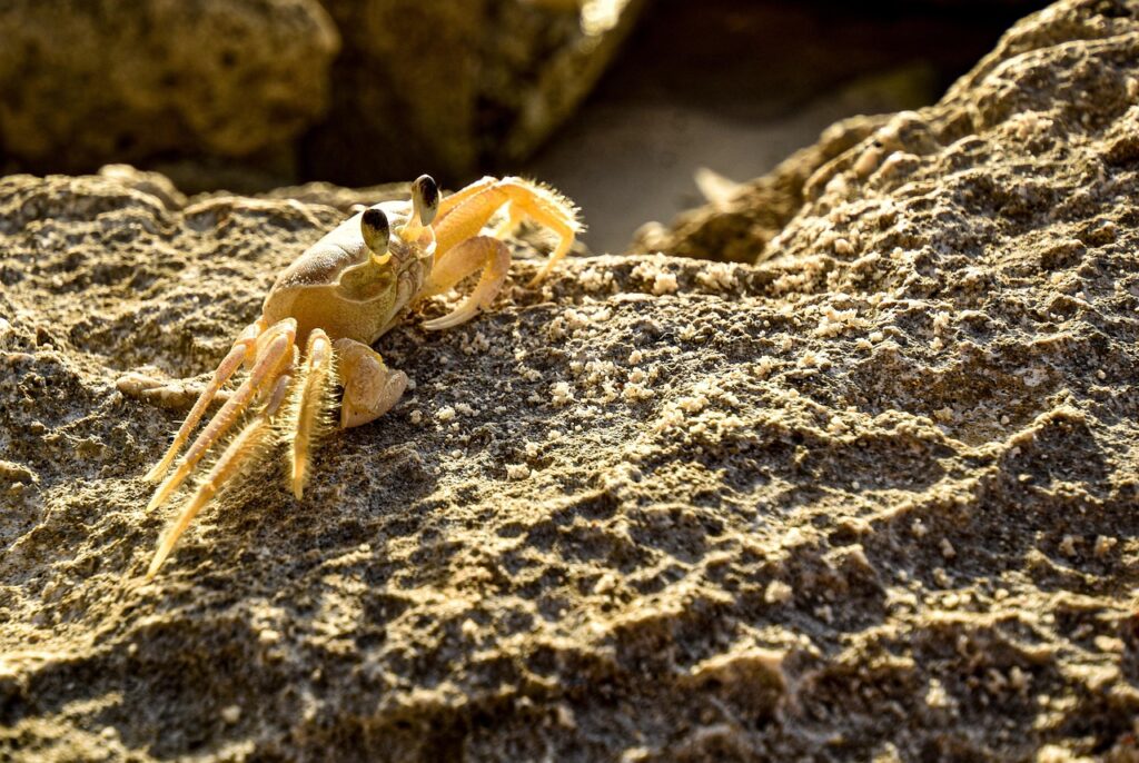 活ガニとかにすき鍋を楽しむ温泉旅館のキャンセル料はいつ発生する？