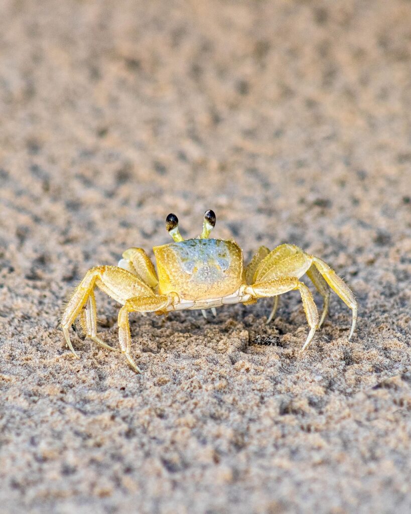 活ガニを使ったかにすき鍋を温泉旅館で追加注文できるか？