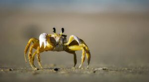 活ガニとかにすき鍋を楽しむ温泉宿はガソリンスタンドから近い？