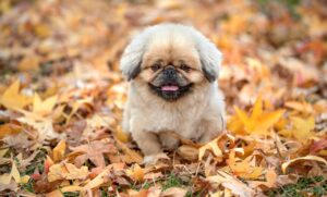 すき鍋の口コミや評判は本当に信頼できる？
