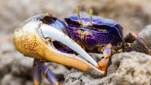 活ガニのかにすき鍋が楽しめる温泉宿での海の幸旅は最高？