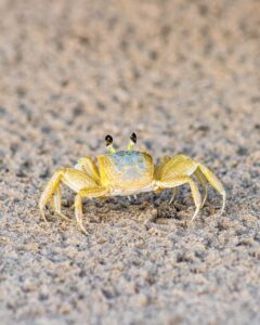 活ガニのかにすき鍋を温泉宿で今季予約する理由は何？