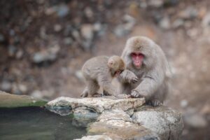 温泉ですき鍋を楽しむおすすめプランはどれ？