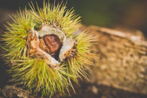 活ガニを使ったすき鍋で失敗しないためのポイントは？