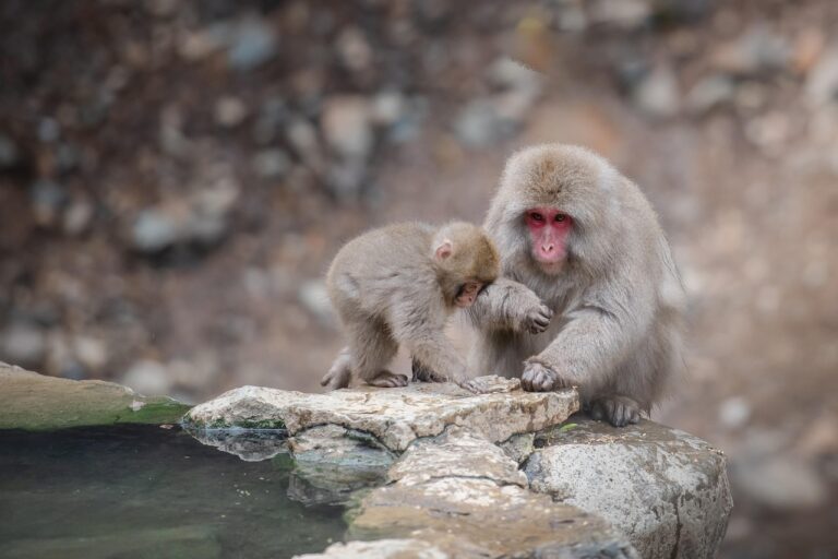 「温泉ステイの特典は何がある？お得に楽しむ方法を徹底解説！」