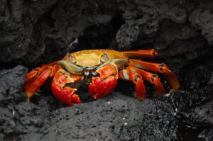 活ガニのすき鍋、最適な料理法はこれだ！？
